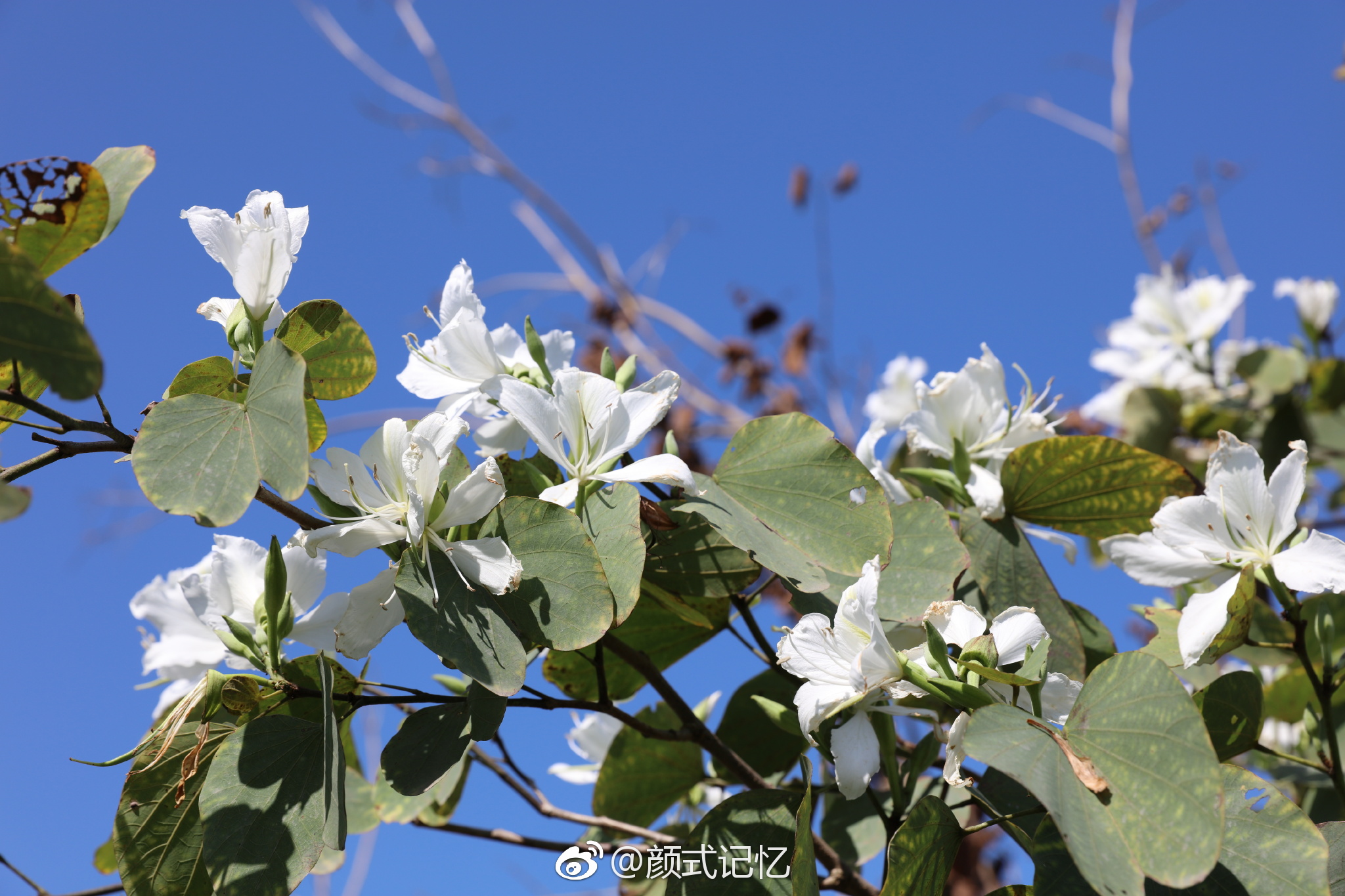 高洁,白洋紫荆花.(踏青乡间拍摄)|紫荆花|白洋|踏青_新浪新闻