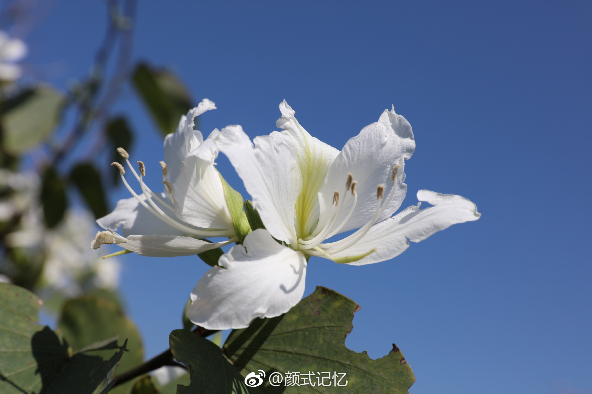 高洁,白洋紫荆花.(踏青乡间拍摄)|紫荆花|白洋|踏青_新浪新闻