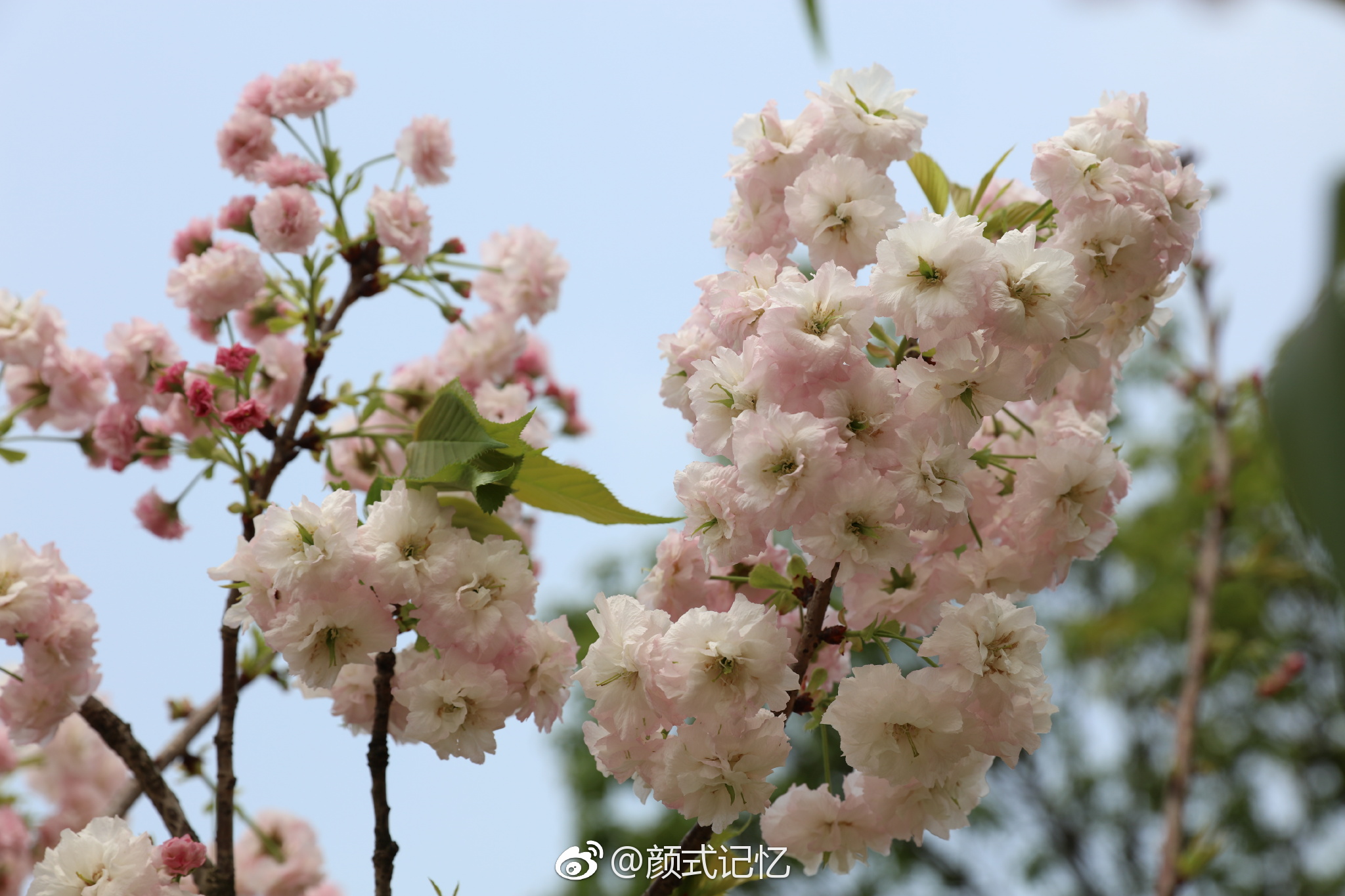 【携程攻略】重庆垫江牡丹樱花世界景点,简直美翻天，美丽的花海，美丽的郁金香，漂亮的樱花，重庆开车下来2…
