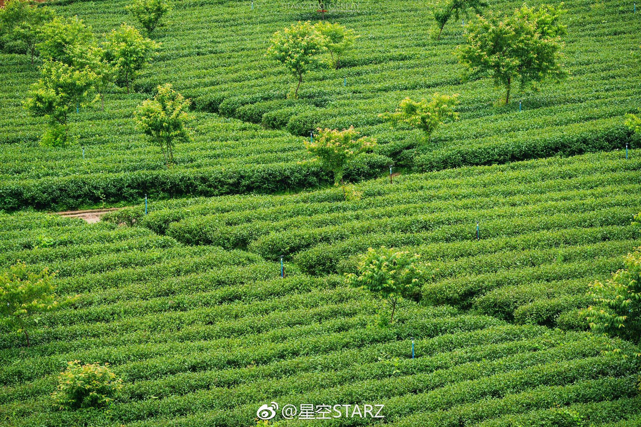 经过蜿蜒的山路,一片翠绿油油的茶田映入眼帘,那是新丰县的茶峒村