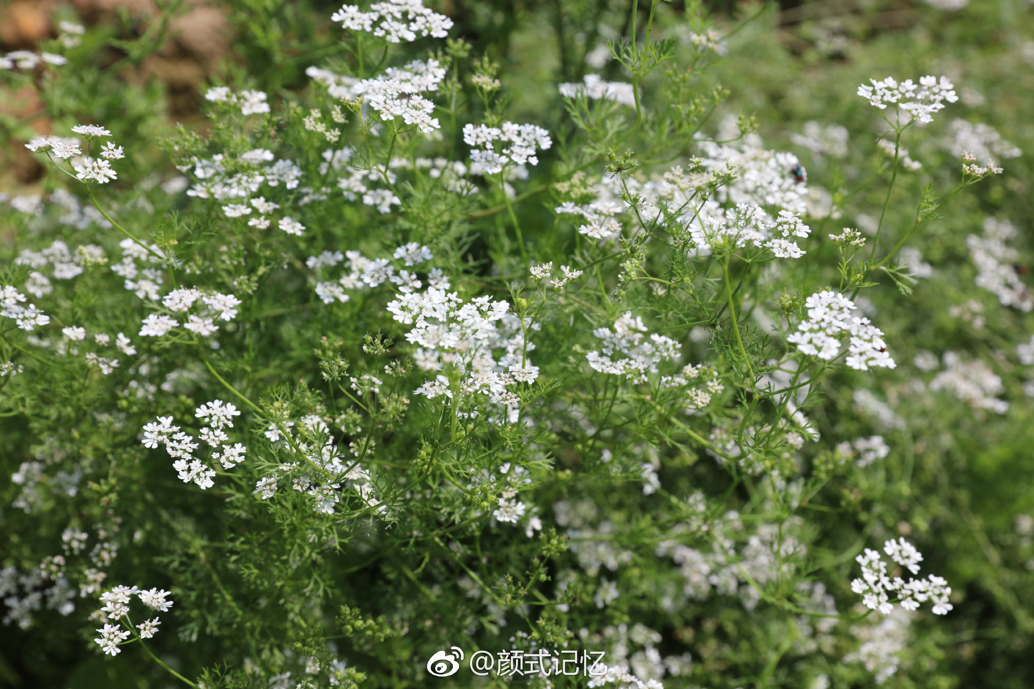 元荽花香菜开胃消郁解毒这菜吃过市场常见