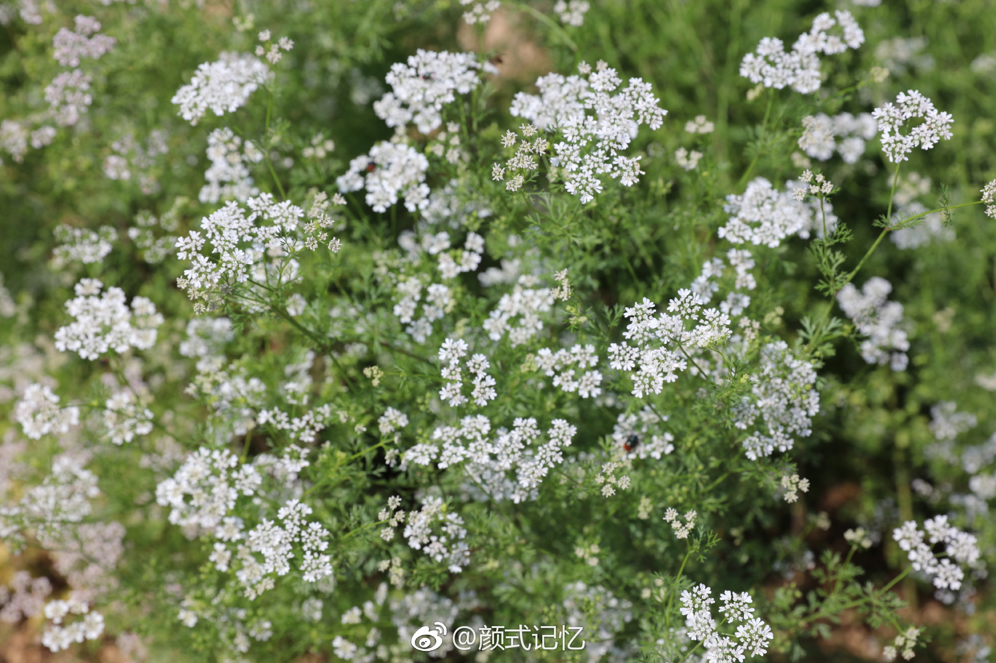 元荽花香菜开胃消郁解毒这菜吃过市场常见