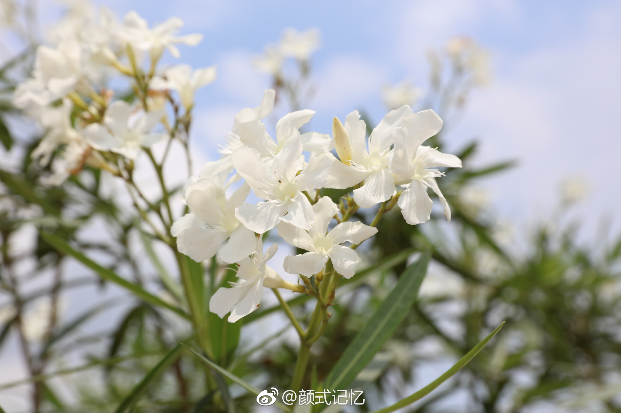 纯洁无瑕,真挚(爱)友情永恒不变一一(竹叶桃花,潇竹娇桃合体)白花