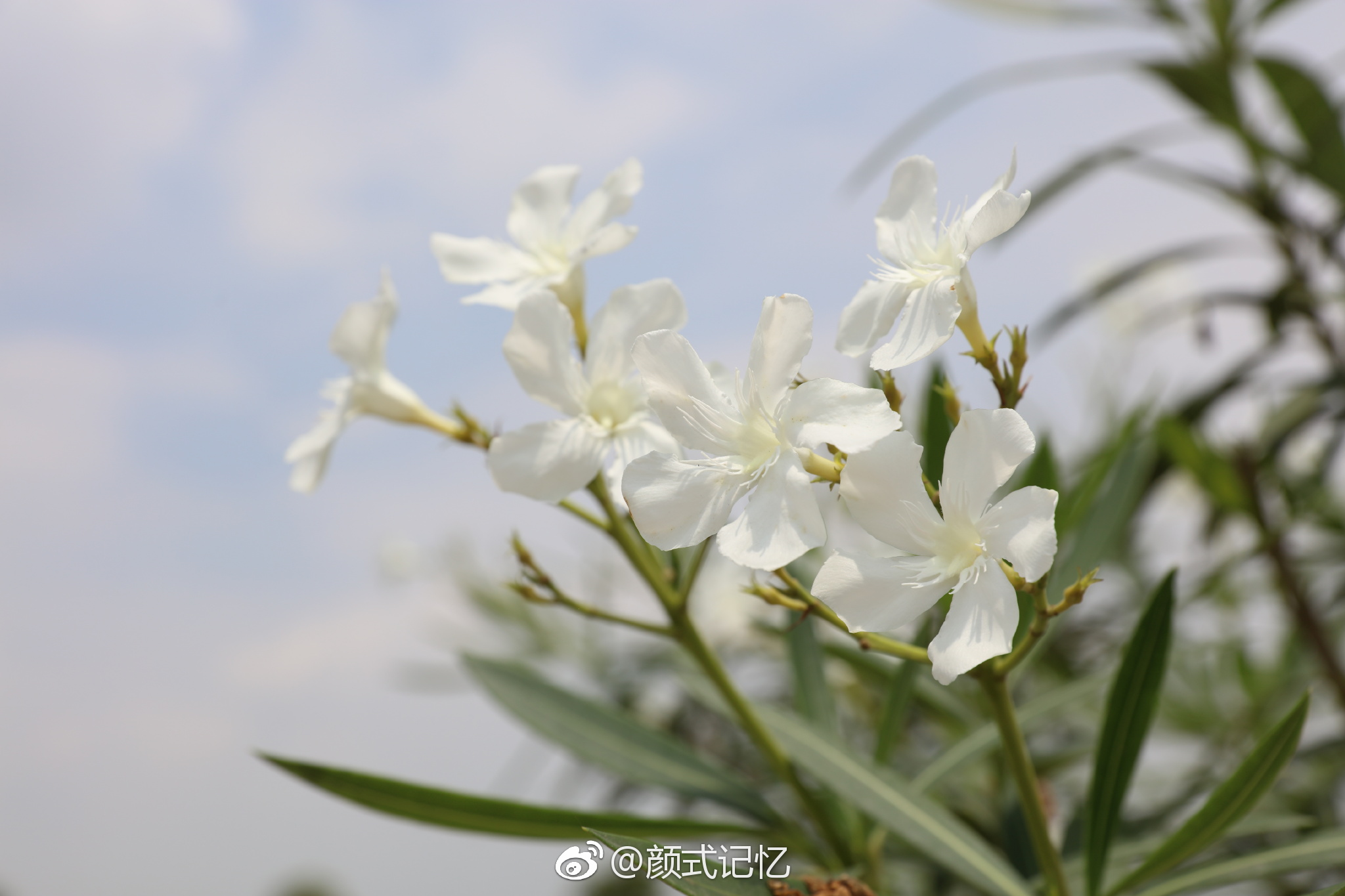 纯洁无瑕,真挚(爱)友情永恒不变一一(竹叶桃花,潇竹娇桃合体)白花