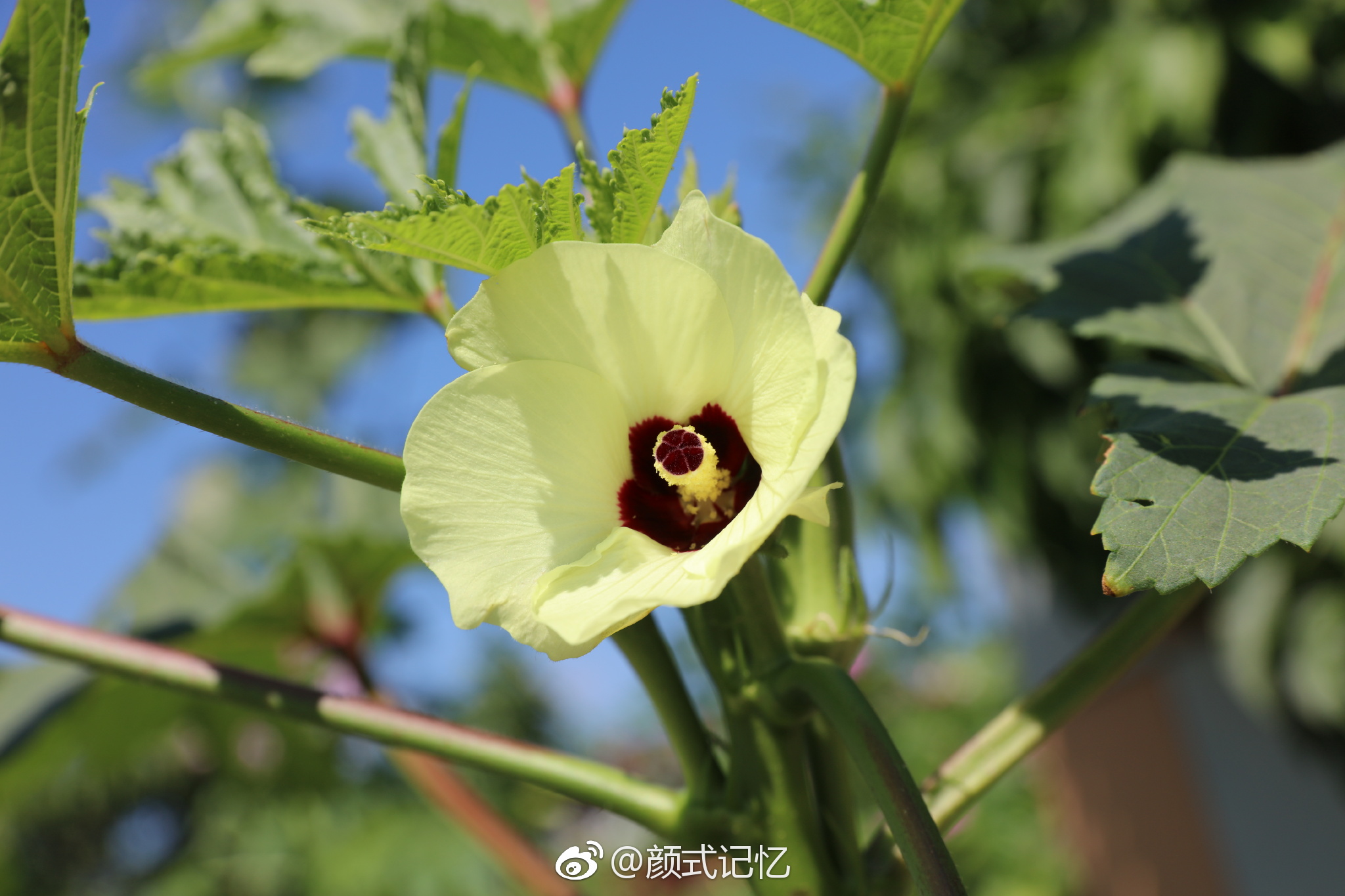 黄秋葵又是开花结果时摄于自家天台