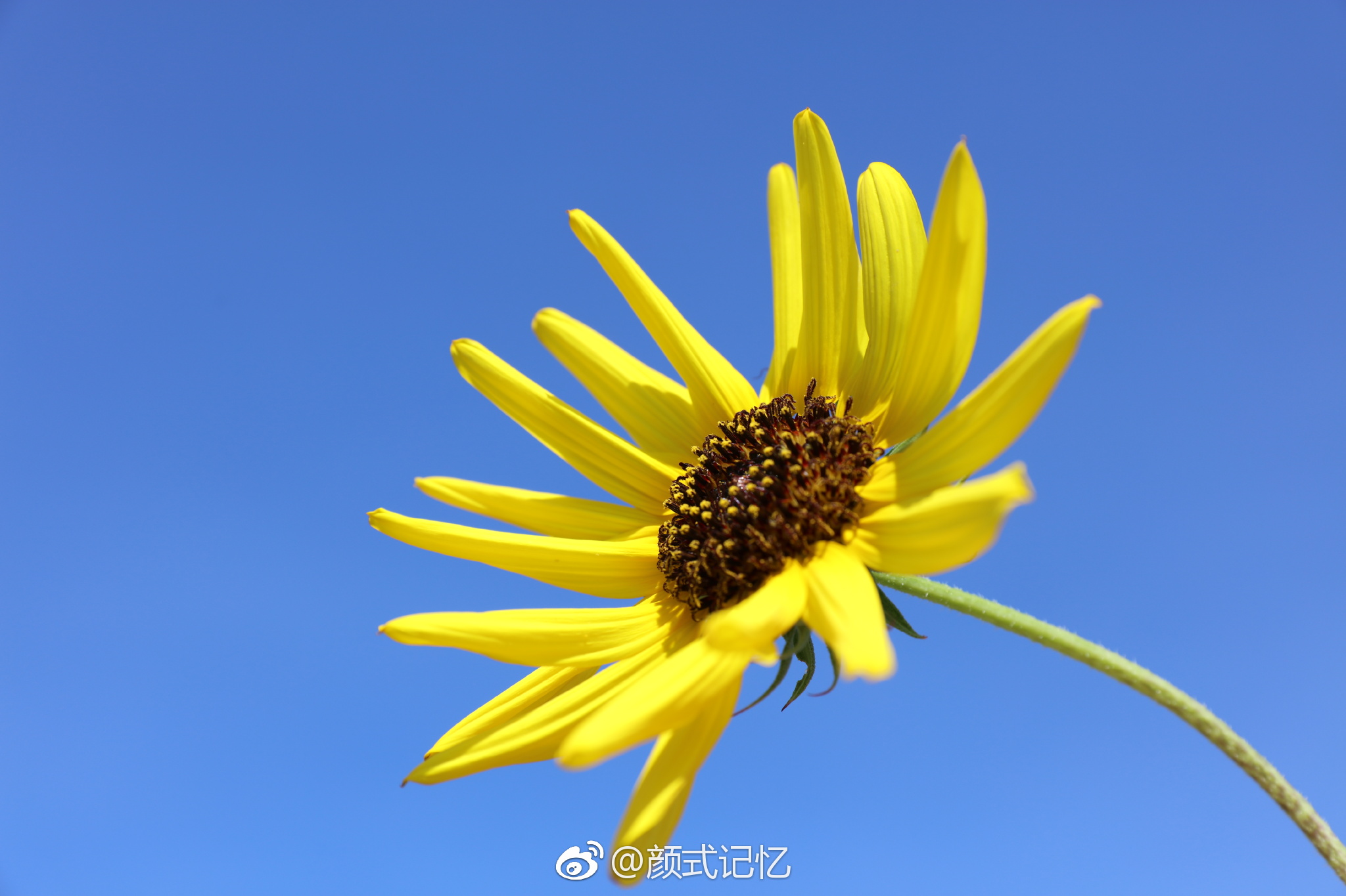 爱慕忠诚沉默的爱一一望日莲摄于自家天台