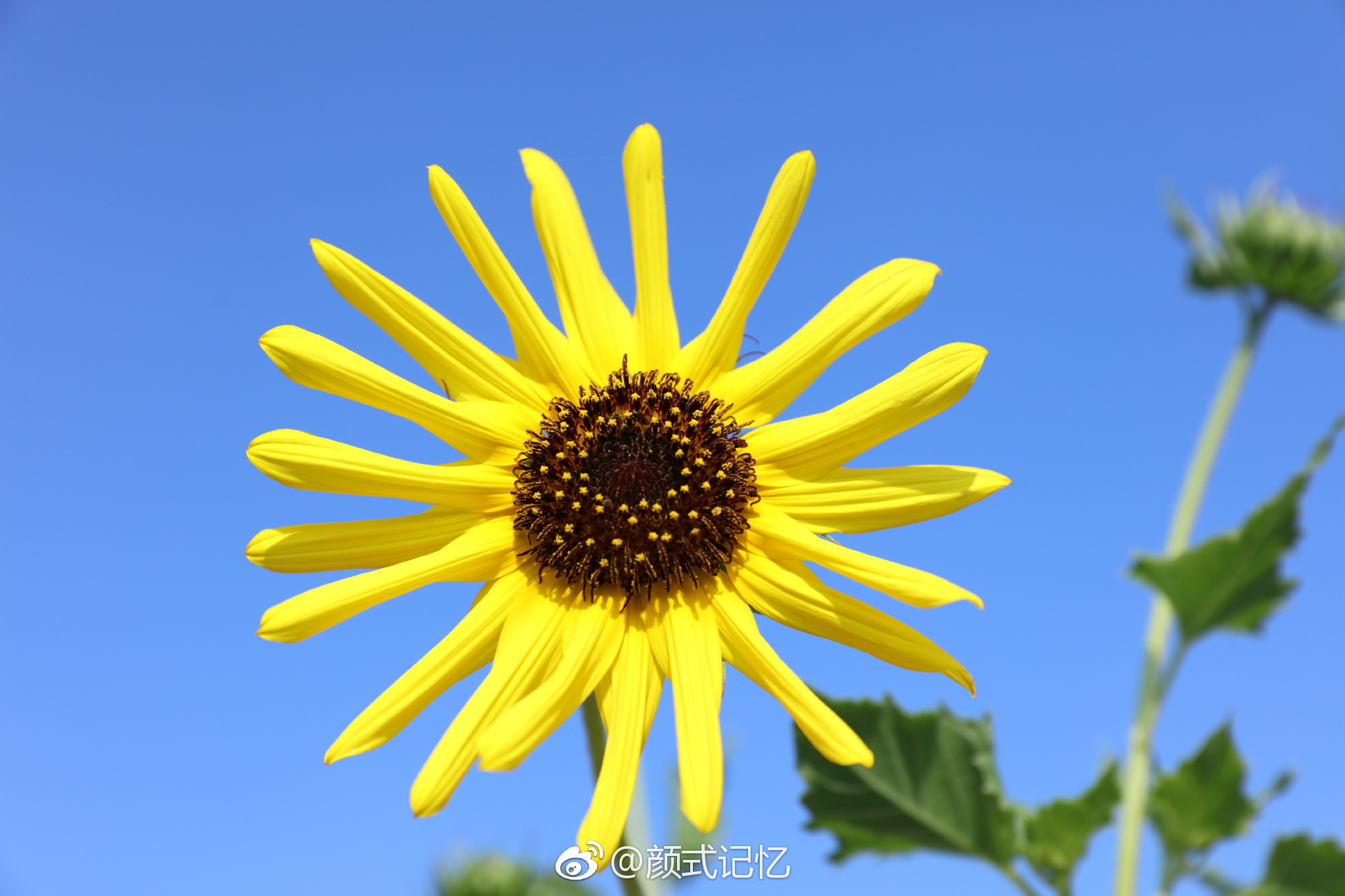 爱慕忠诚沉默的爱一一望日莲摄于自家天台