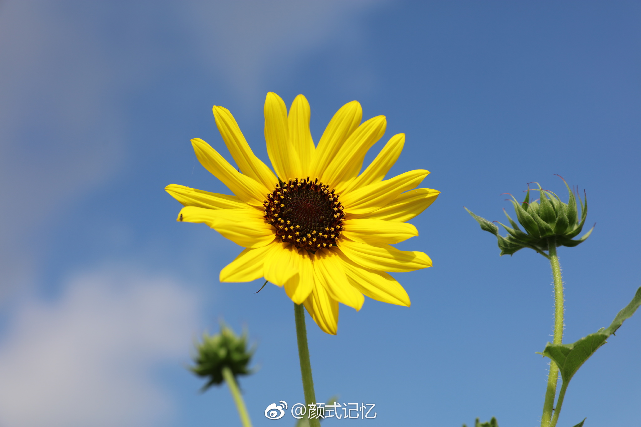 爱慕忠诚沉默的爱一一望日莲摄于自家天台