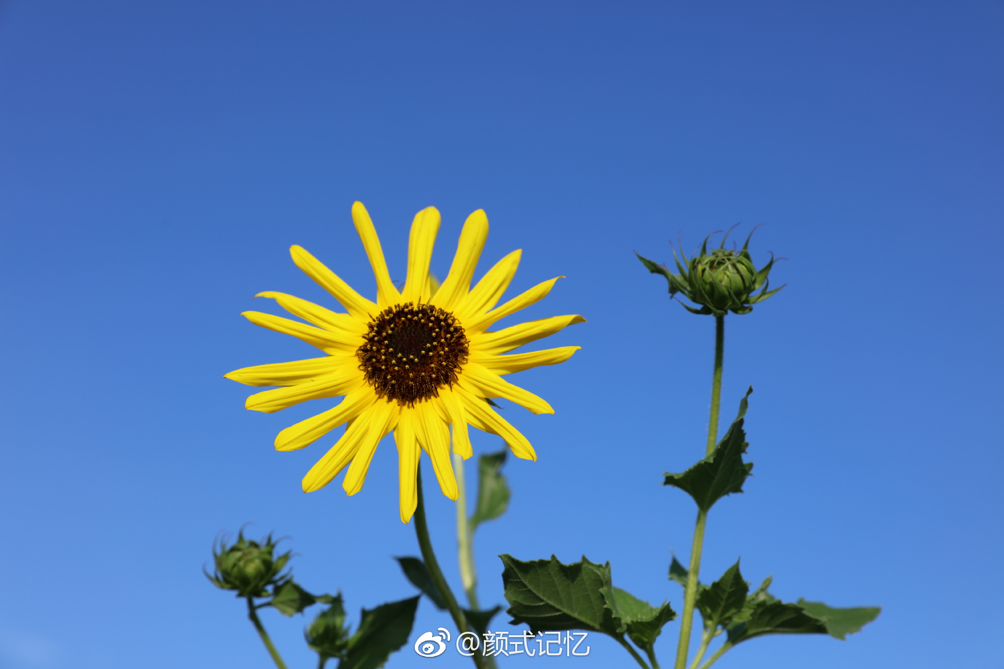 爱慕忠诚沉默的爱一一望日莲摄于自家天台