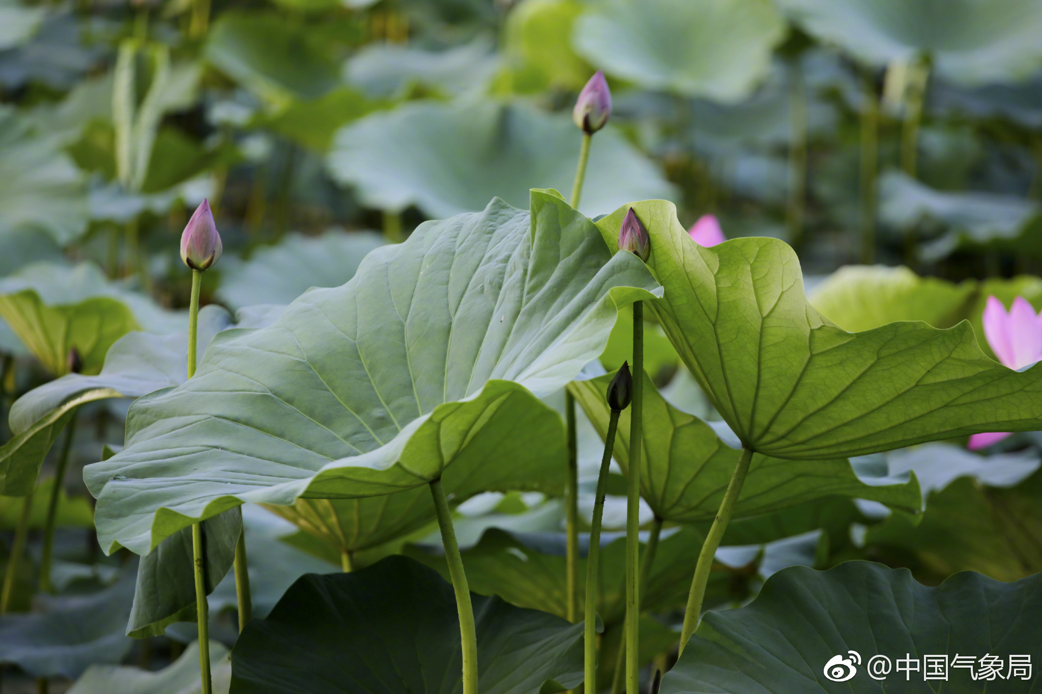 早安!微雨荷塘,一朵朵小荷依偎着碧绿的荷叶