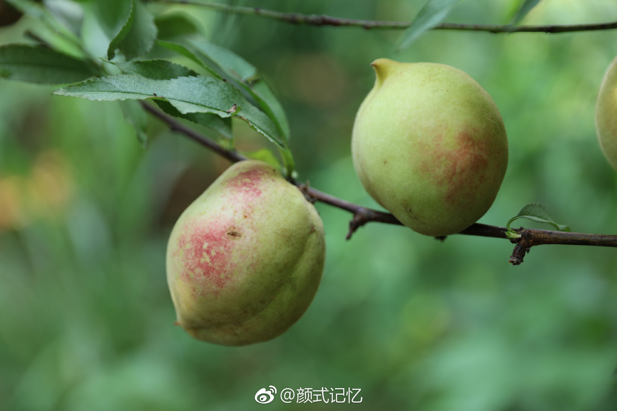 连州鹰嘴桃一一富硒,爽脆,香甜,饱汁,桃味浓鲜.