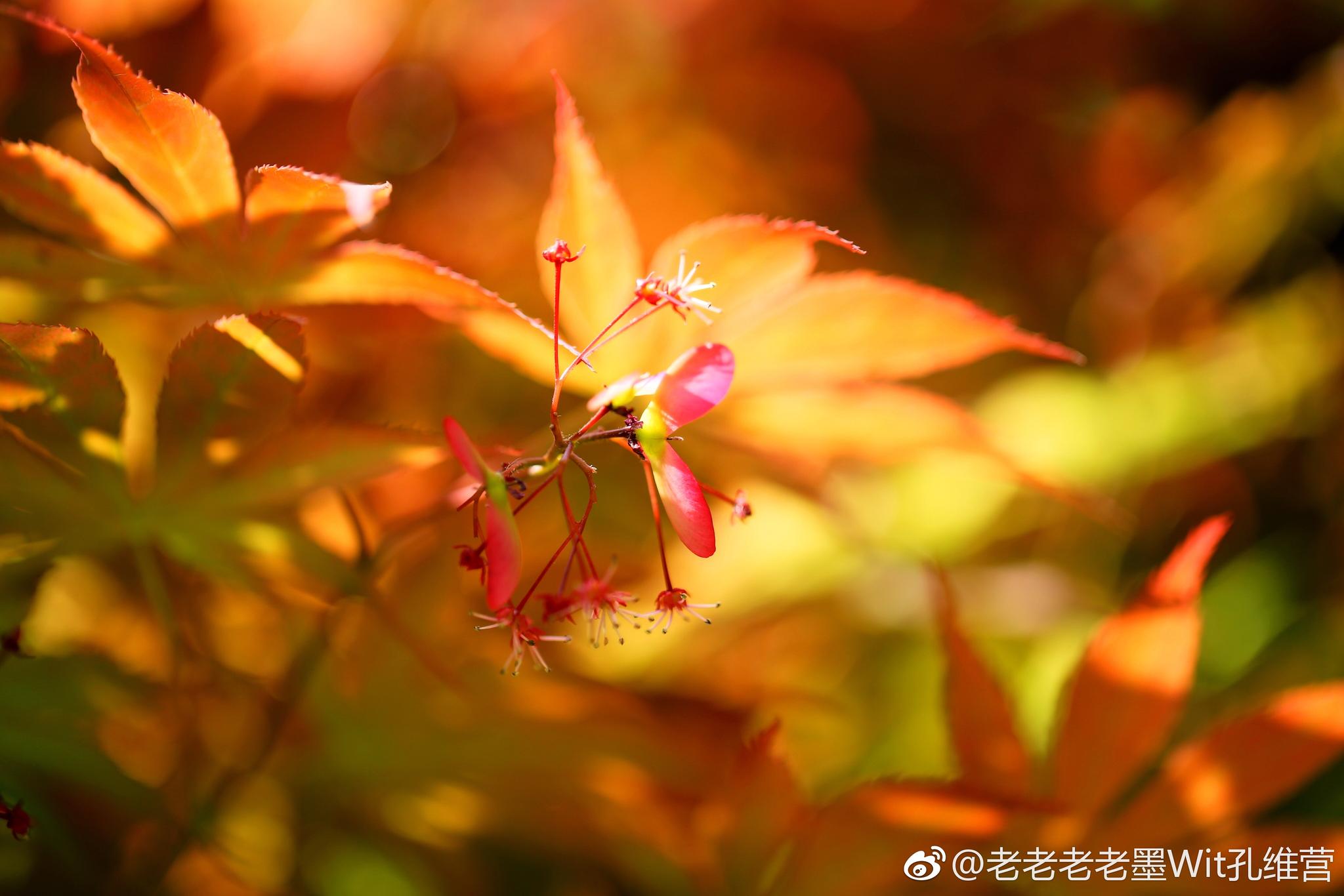 鸡爪槭的花,很小好难拍.后面的是在办公室摆拍.