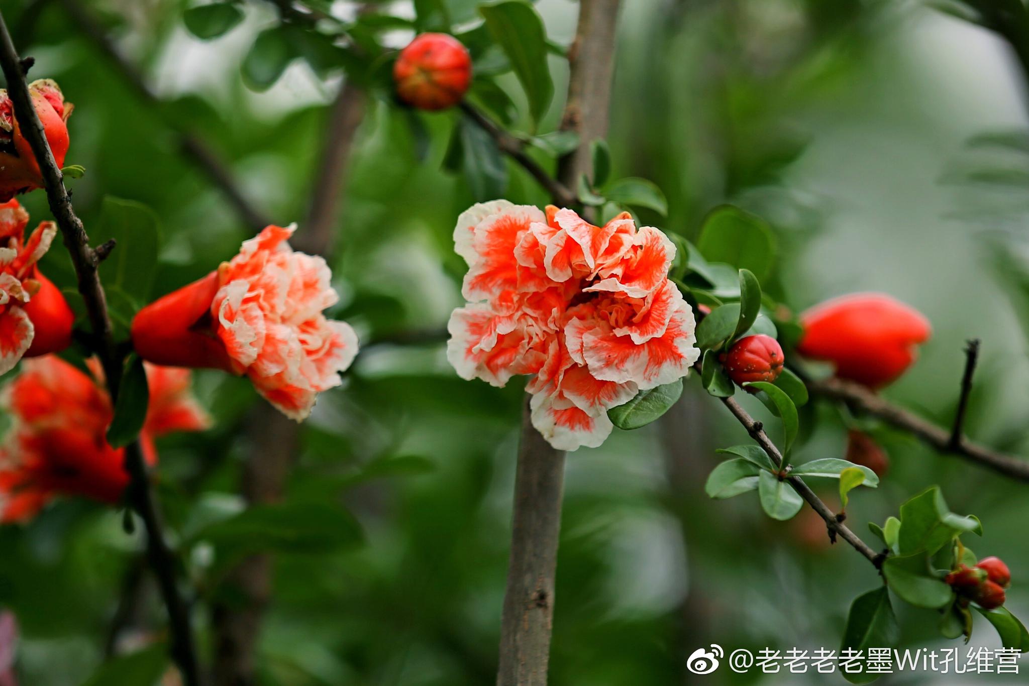 红红的石榴花这种重瓣的第一次见