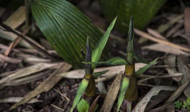 它清香微苦 回甜滑口 它对人体能起到特殊营养的作用