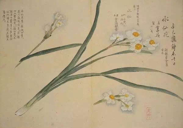 梅园草木花譜 更 梅园草木花譜 更