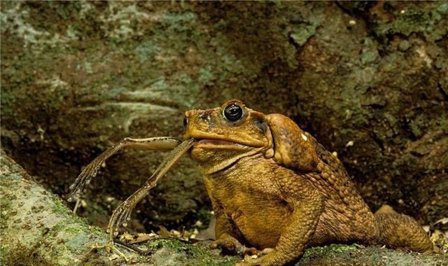 甘蔗蟾蜍毒素致鳄鱼死亡