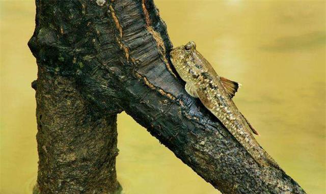 它们被称作"天才鱼", 能上岸, 会爬树, 张大嘴巴吸引异性|弹涂鱼|嘴巴