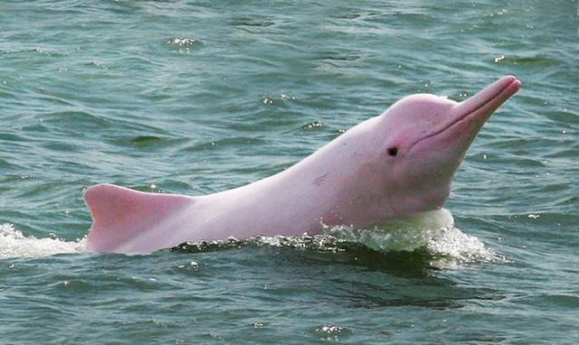 不是染的吧带孩子到苏梅看粉色海豚吧