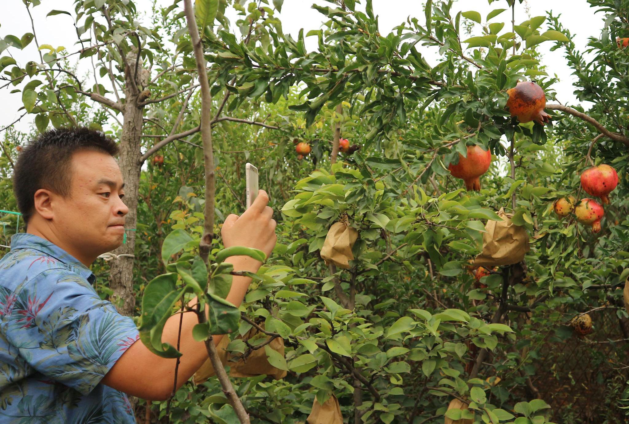 70岁老人种植一种果树,5棵收入10000元,有窍门吗?