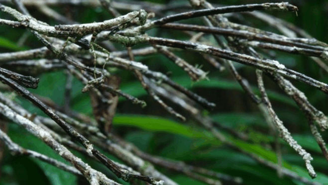 另一只伪装成树枝的竹节虫!