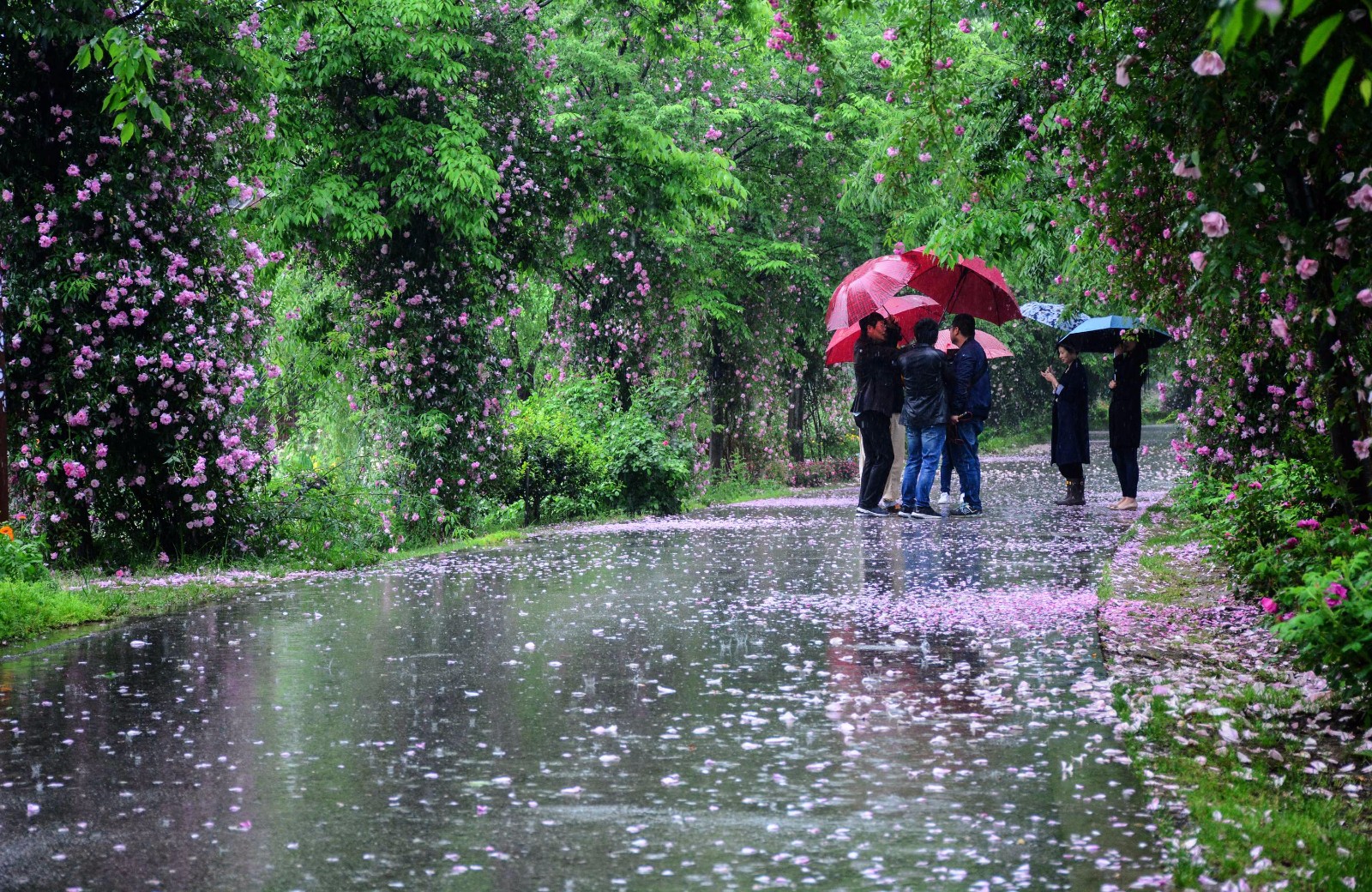 春风春雨飘洒满地春花,如诗如画落红有意如歌.