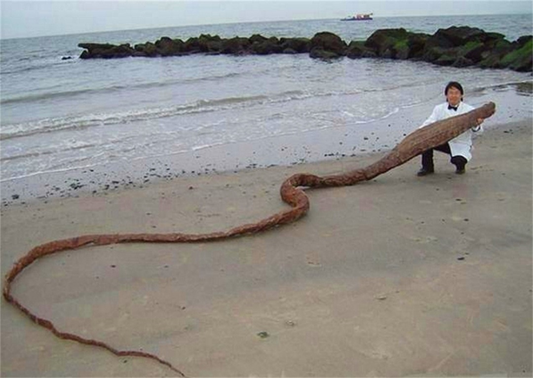 男子海边捡到"龙"形生物, 带回家后, 妻子的反应令他崩溃!