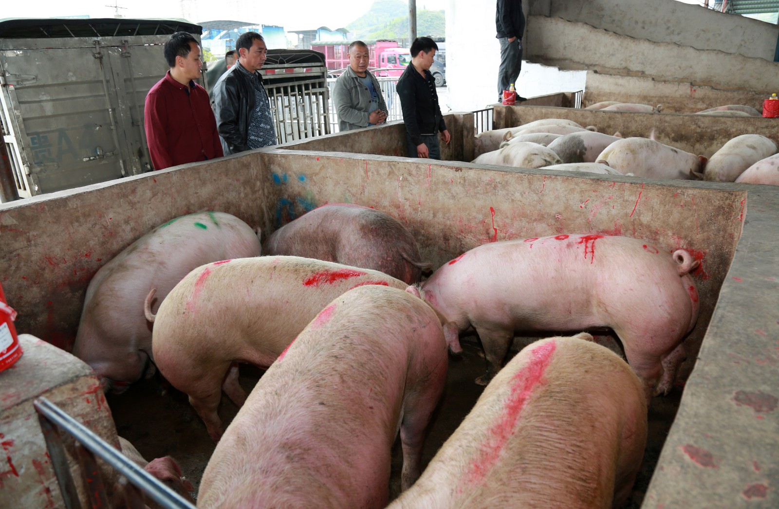 实拍生猪交易市场,原来你吃的肉是从这里来的