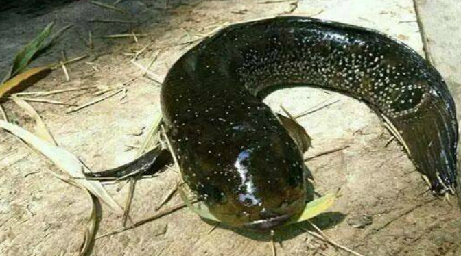 农村河里最常见的鱼,图二已多年未见,图三生命力极强