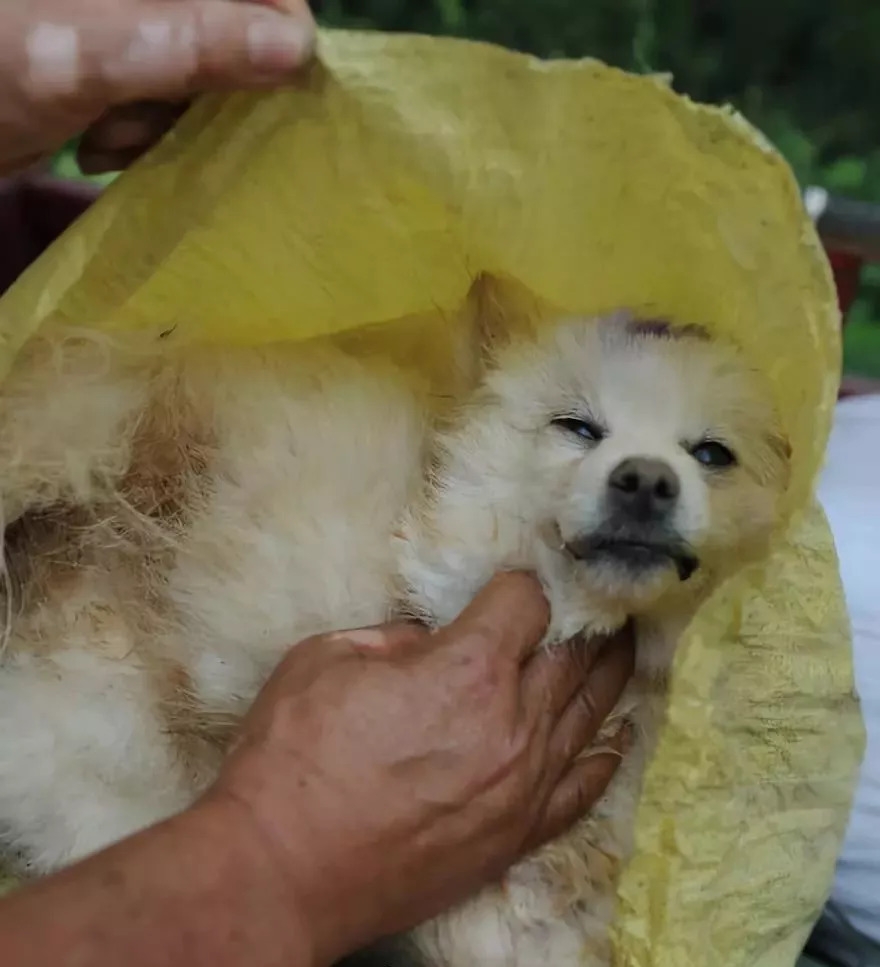 毒狗无罪男子小区毒狗被判三年