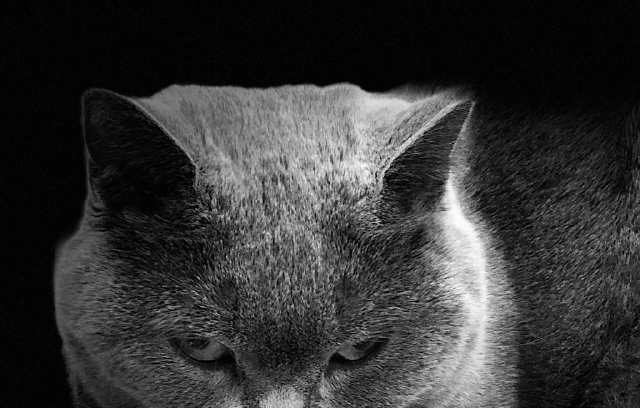 很火的灰色的猫表情包图片