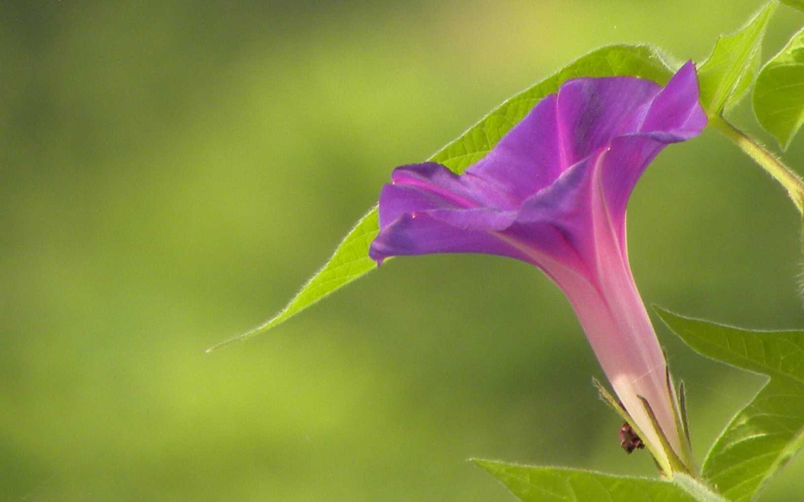 牵牛花藤儿长爬上篱笆爬上房爬上房吹喇叭吹出一轮红太阳