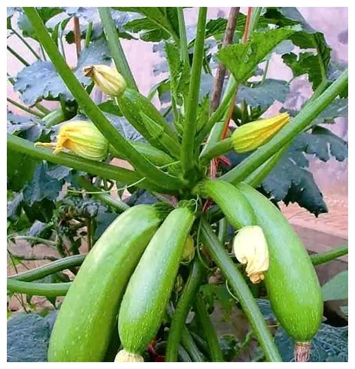 这样的蔬菜结果多生长快一年都不用买这个菜|盆栽|蔬菜|西葫芦_新浪网