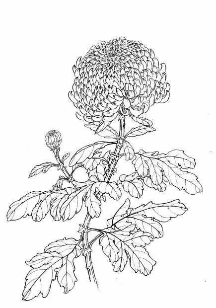 国画技法:白描菊花,精品