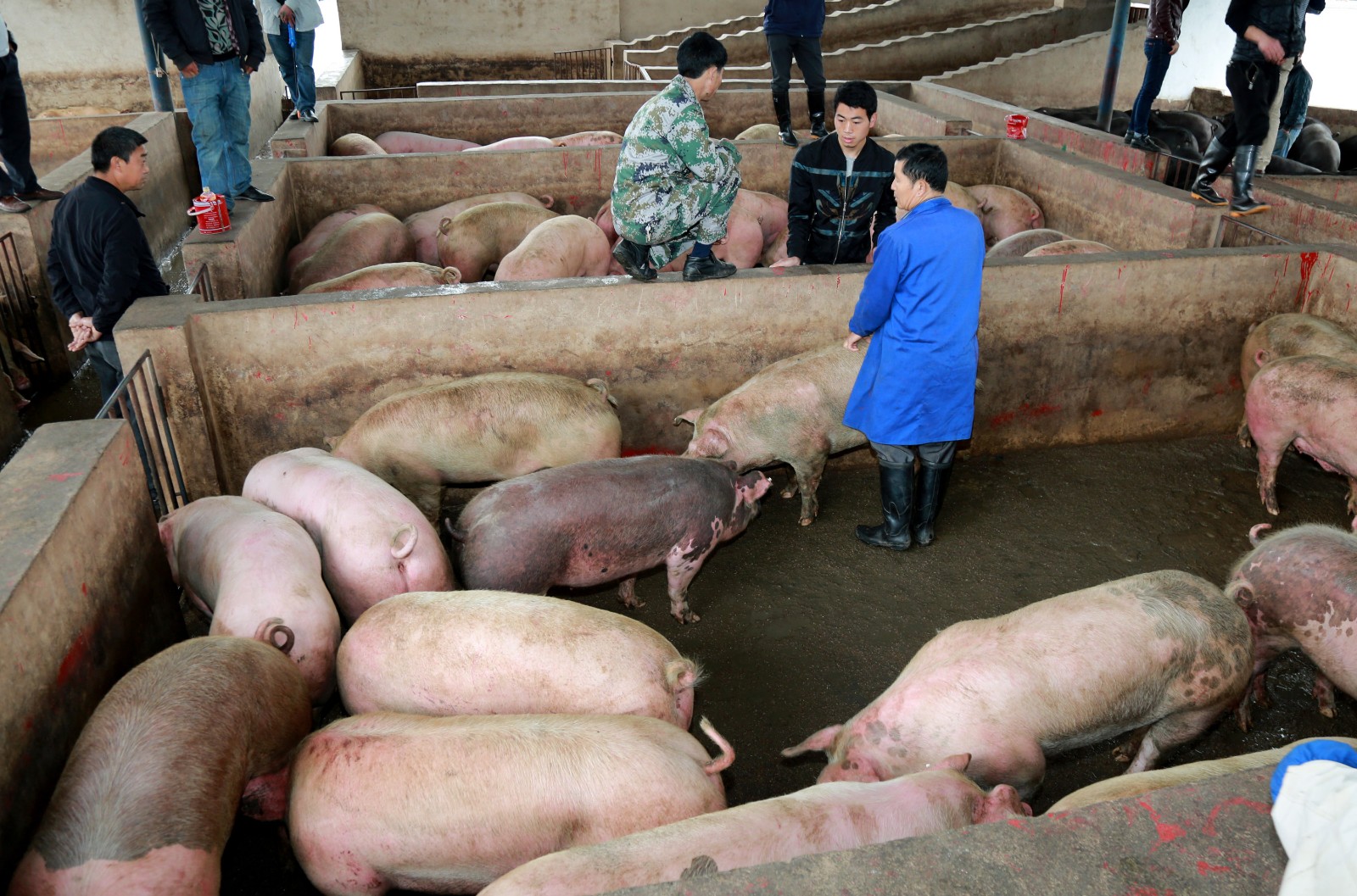 生猪交易市场图片