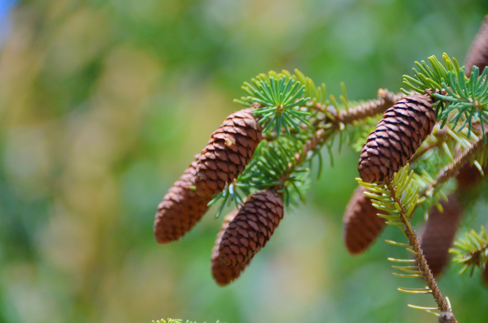 有一种树叫云杉有一种品质叫诚信有一种利益叫共赢原创摄影