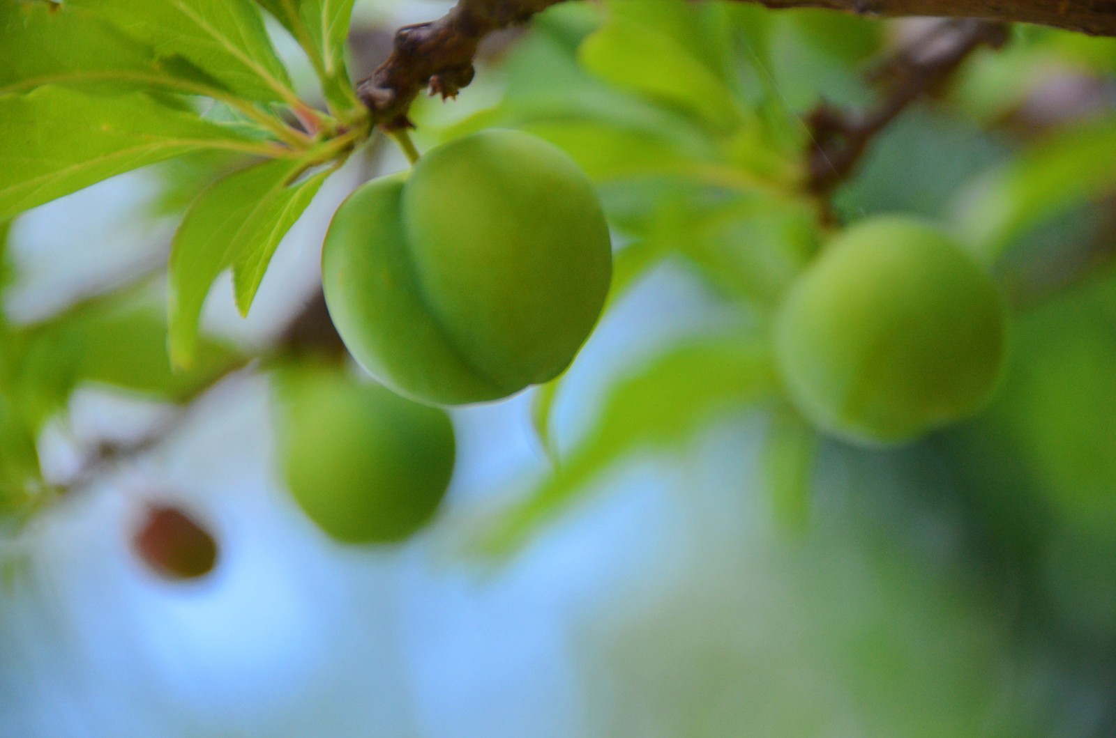 桃李不言,下自成蹊.香蕉味的李子你吃过没有【原创摄影】