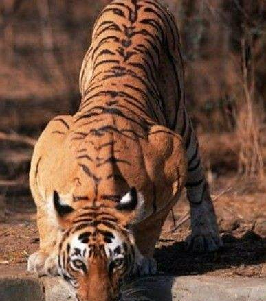 图:老虎是庞大的猫科动物,华丽的皮毛下埋藏的是极具爆发力的肌肉组织