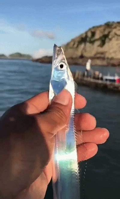 你肯定没见过活的带鱼,他活着的样子真的耀眼!