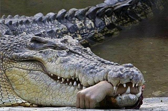 男子枪杀一条鳄鱼, 剖开肚子后竟看到让他痛苦不已的的事实!