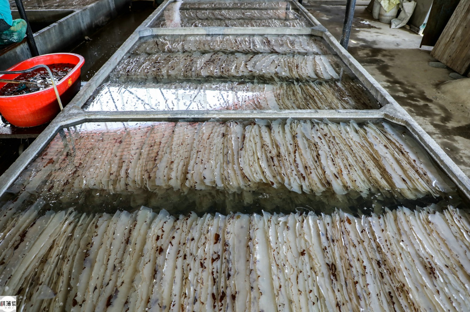 海蜇加工厂探秘:每天加工5万斤,海蜇皮边子最值钱像肥膘