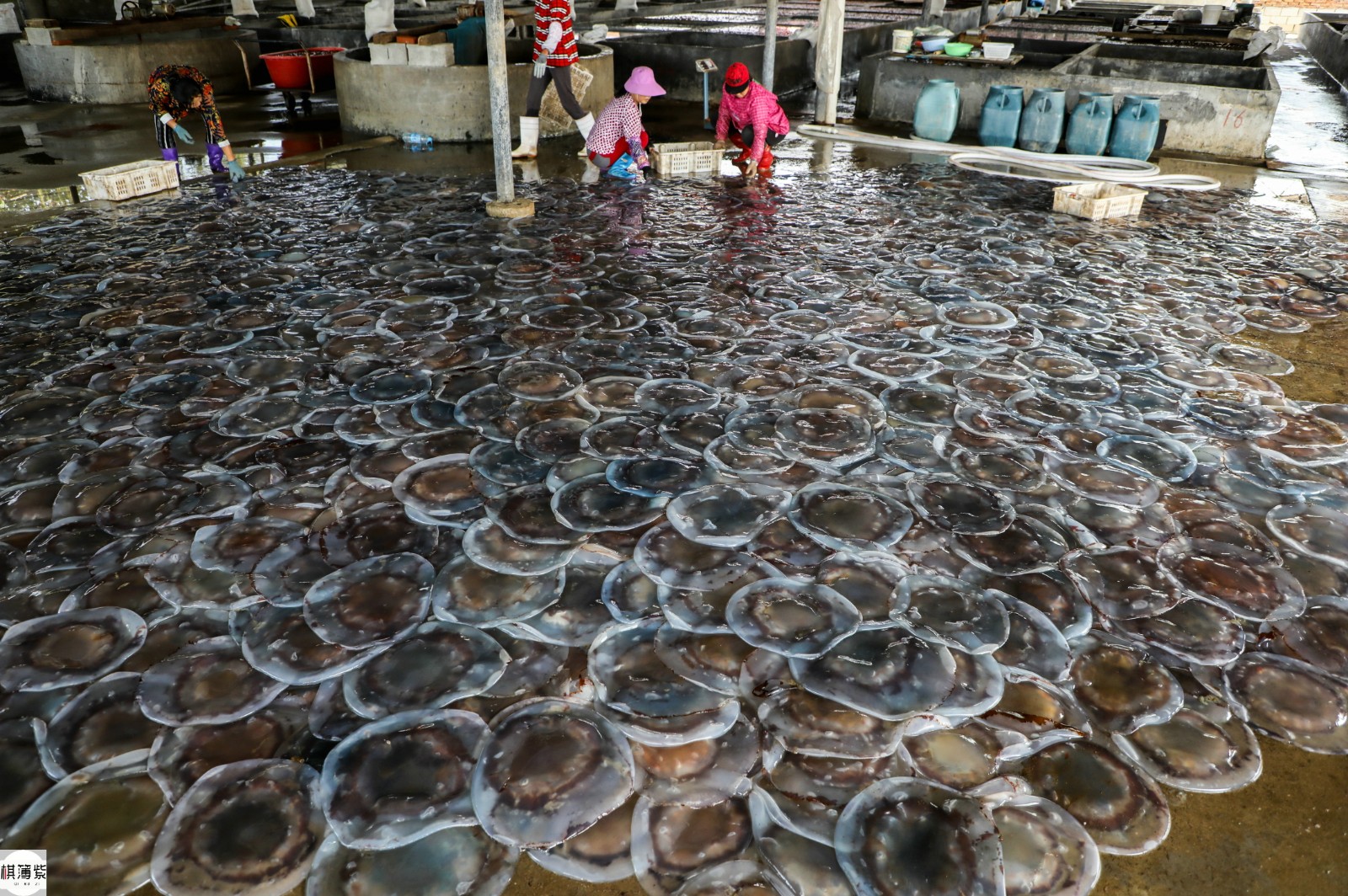 海蜇加工厂探秘:每天加工5万斤,海蜇皮边子最值钱像肥膘