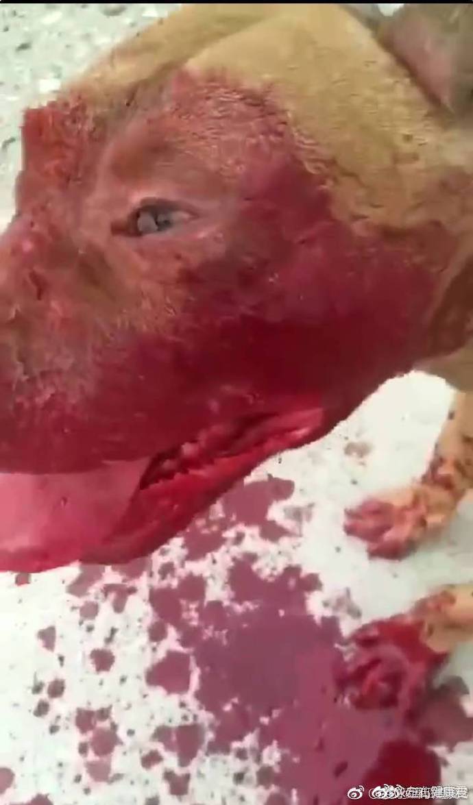 桂林一老人被狗咬伤啃食,手臂只剩骨头