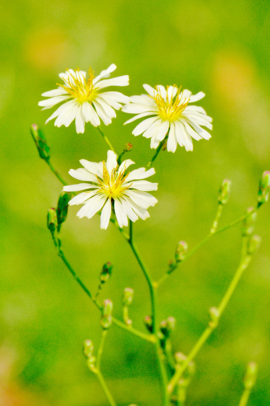 翅果菊又称山莴苣野莴苣花果期411月全草可药用