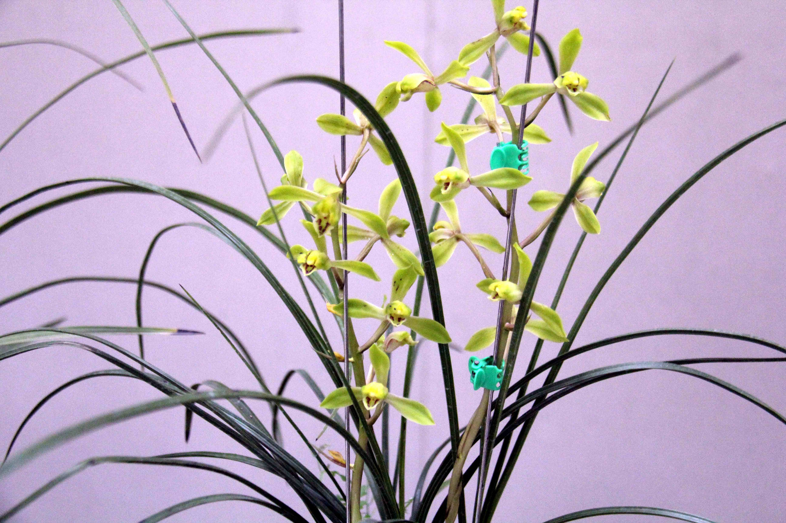 安徽芜湖举办首届蕙兰展，有花一盆万元