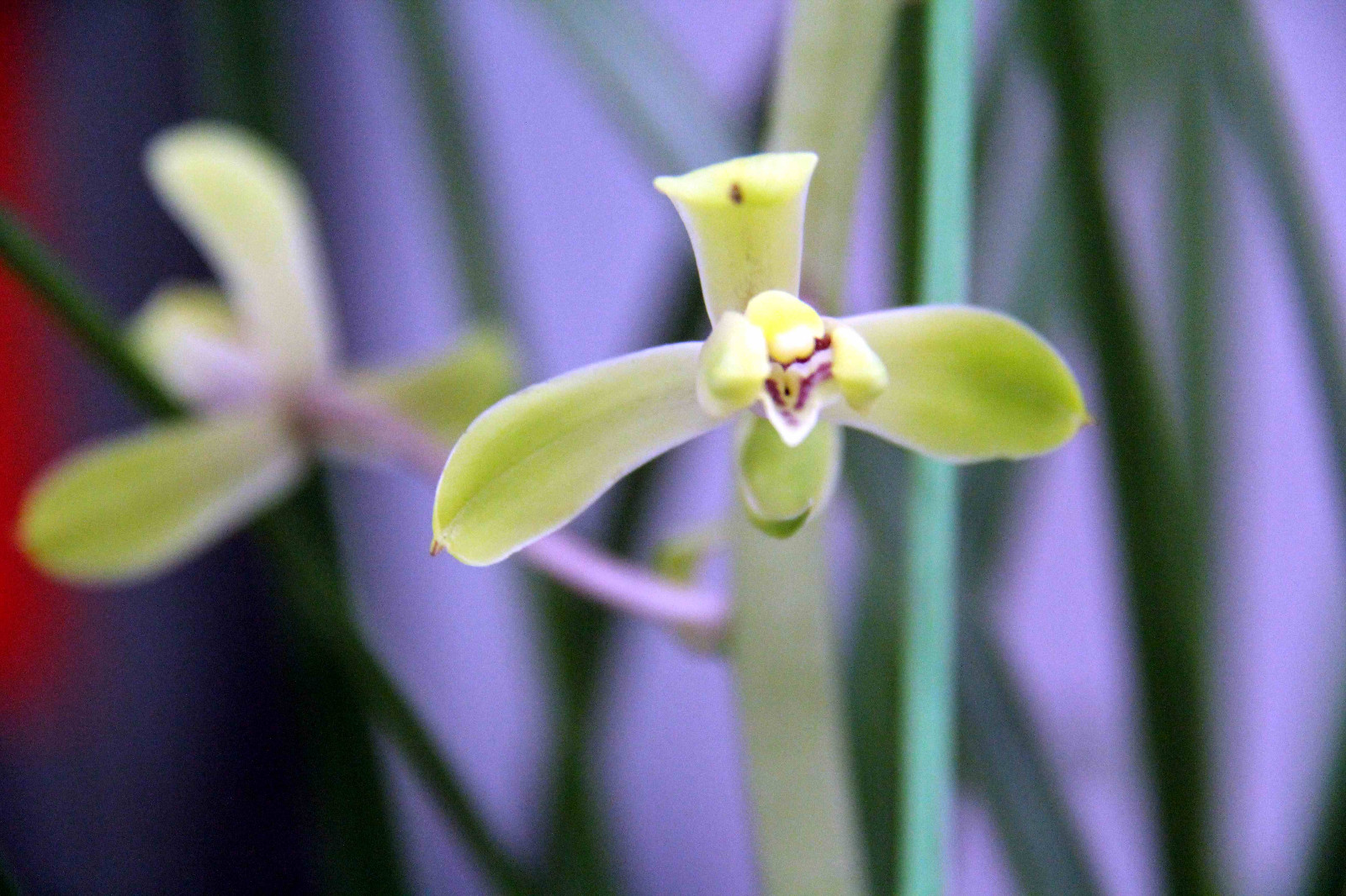 安徽芜湖举办首届蕙兰展，有花一盆万元|蕙兰|芜湖|兰花_新浪新闻