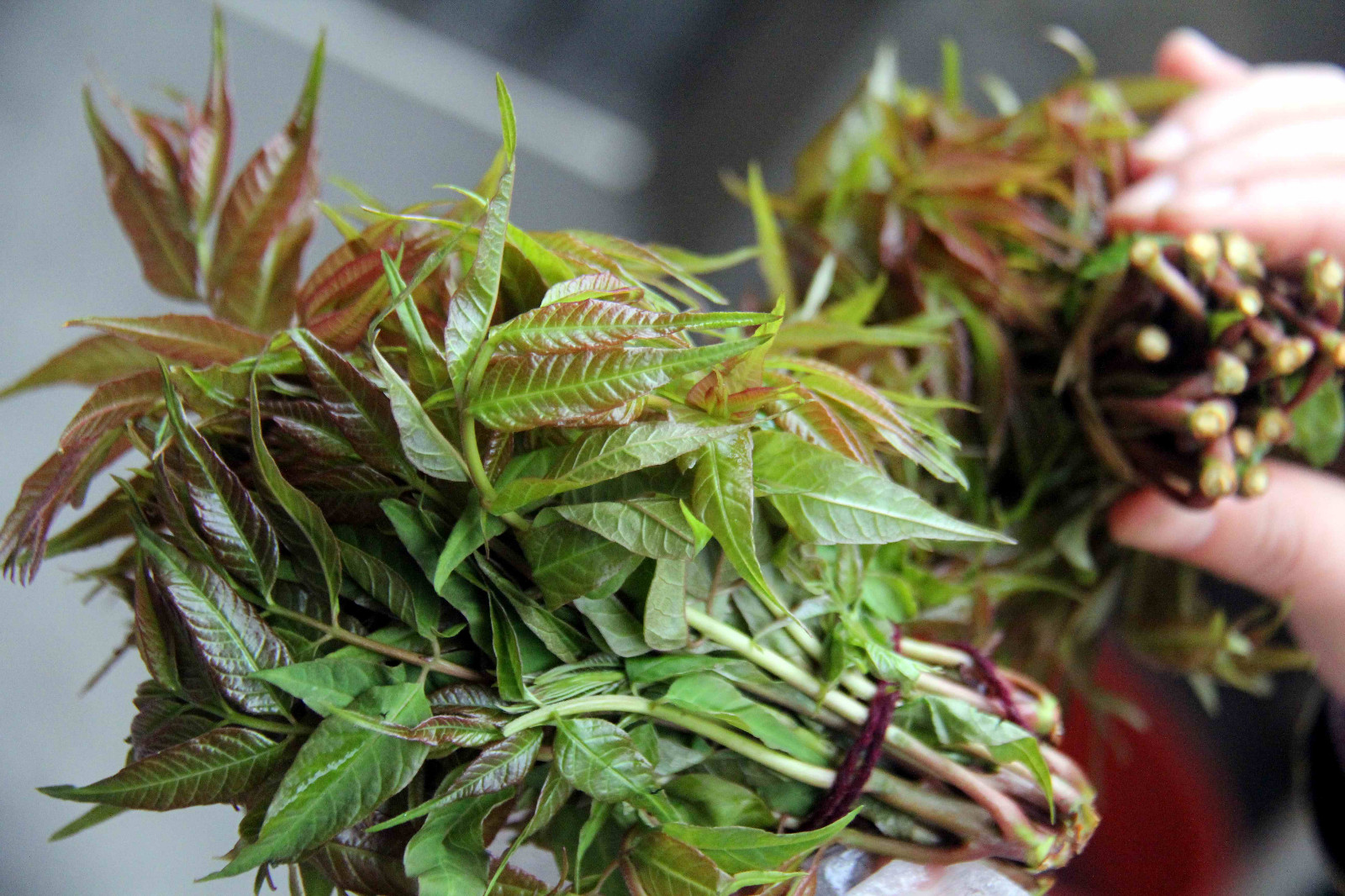 第一次听这卖菜的农村奶奶说,原来香椿头还有假货