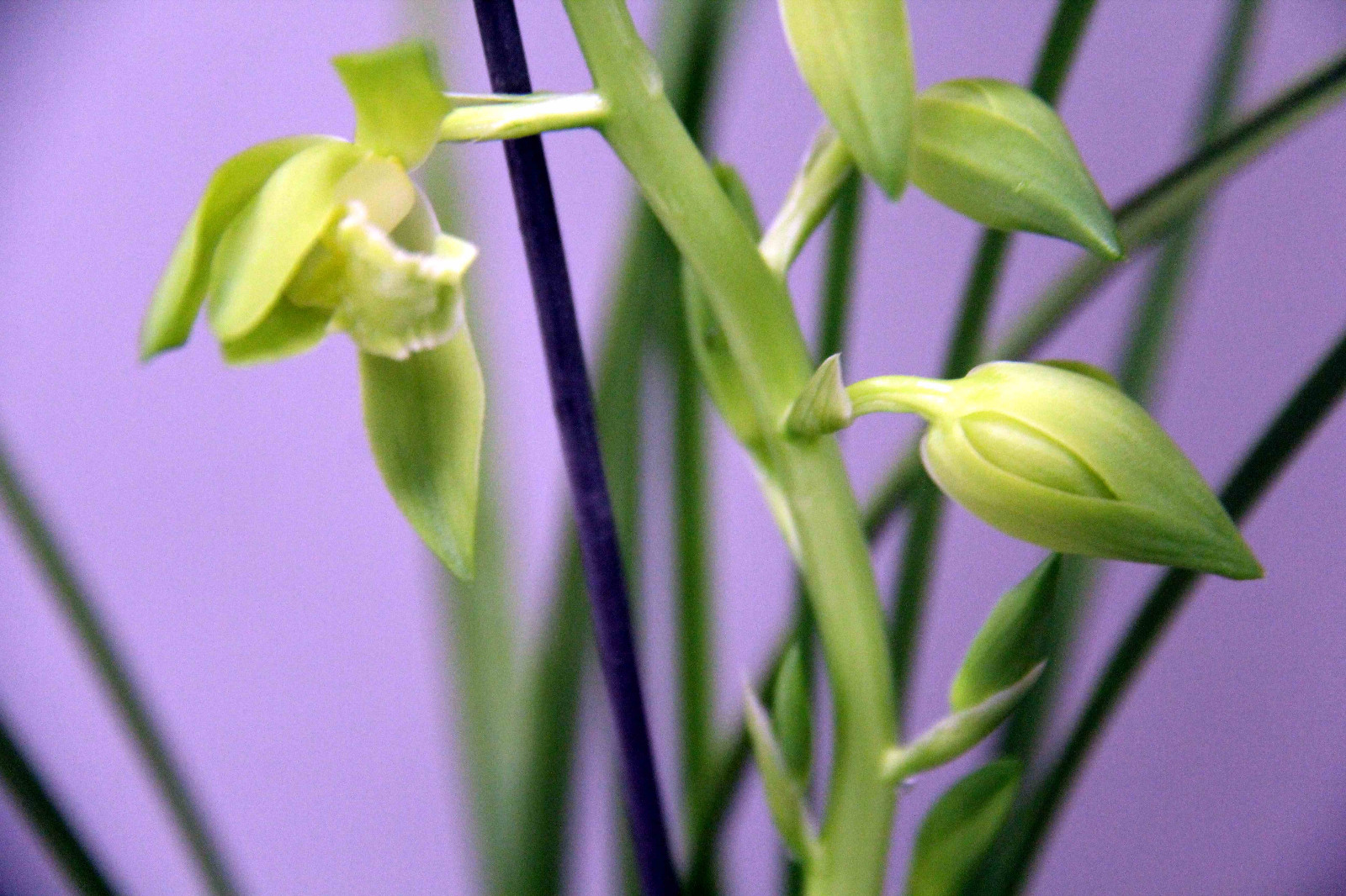 安徽芜湖举办首届蕙兰展,有花一盆万元
