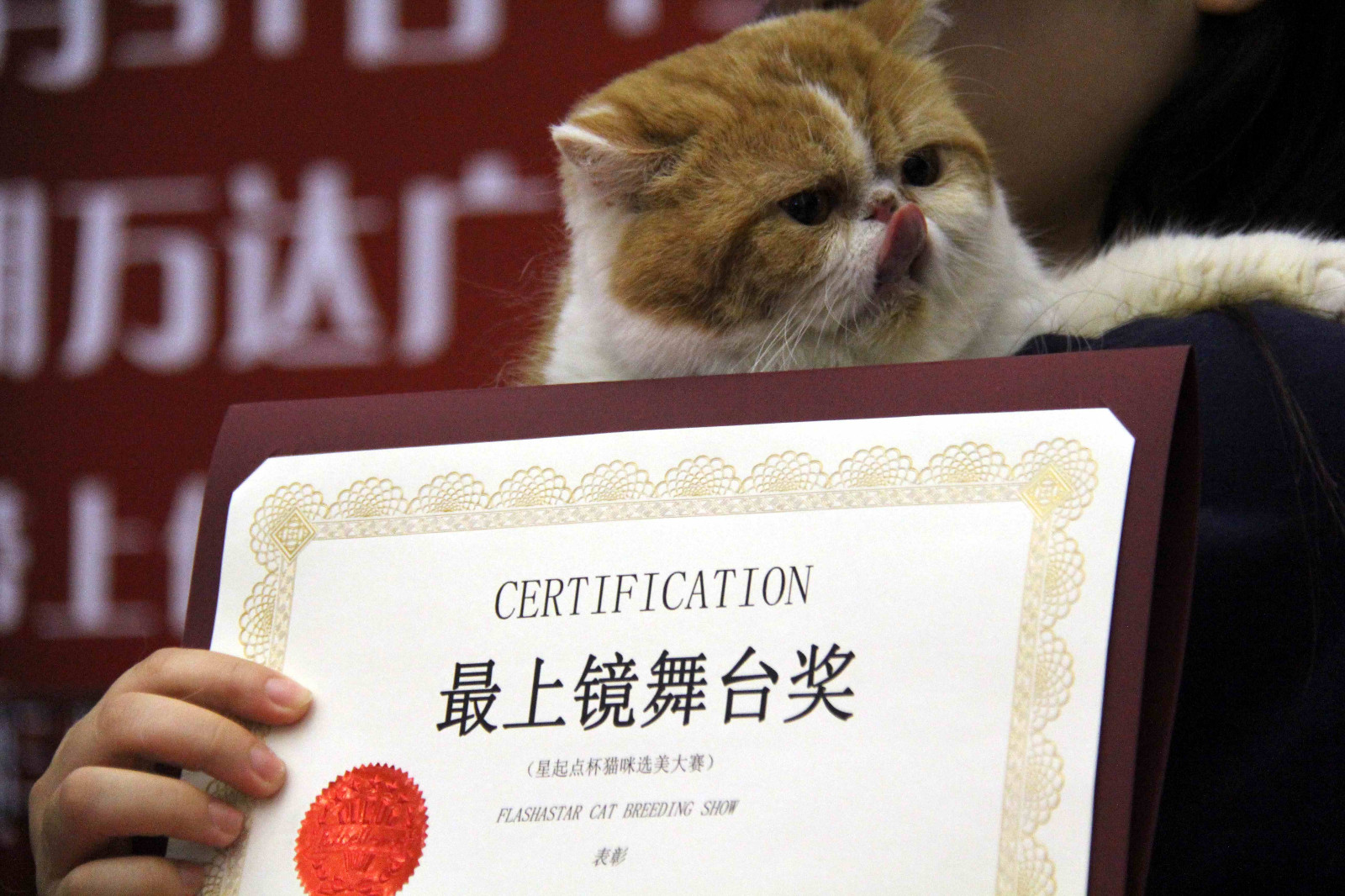 安徽芜湖举办猫咪选美大赛,现场围观市民都被萌翻了