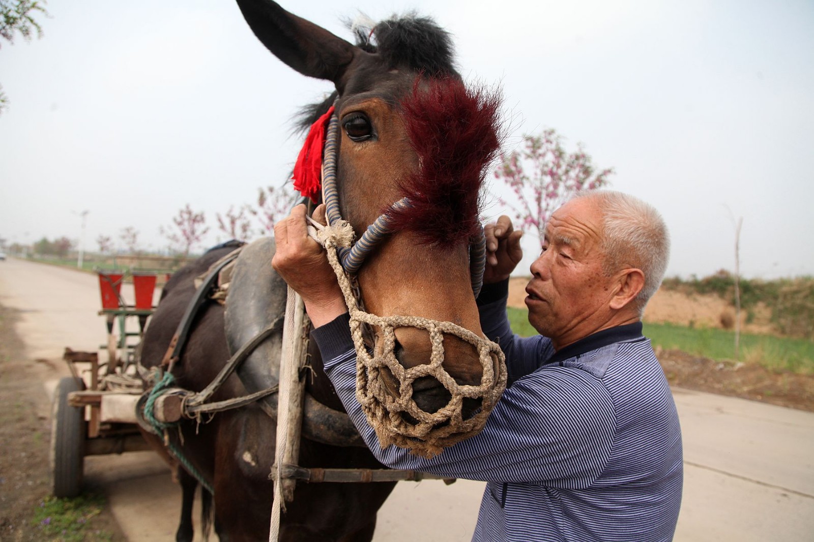 山西运城农村现在骡马稀少,耕种田地价格让人惊讶