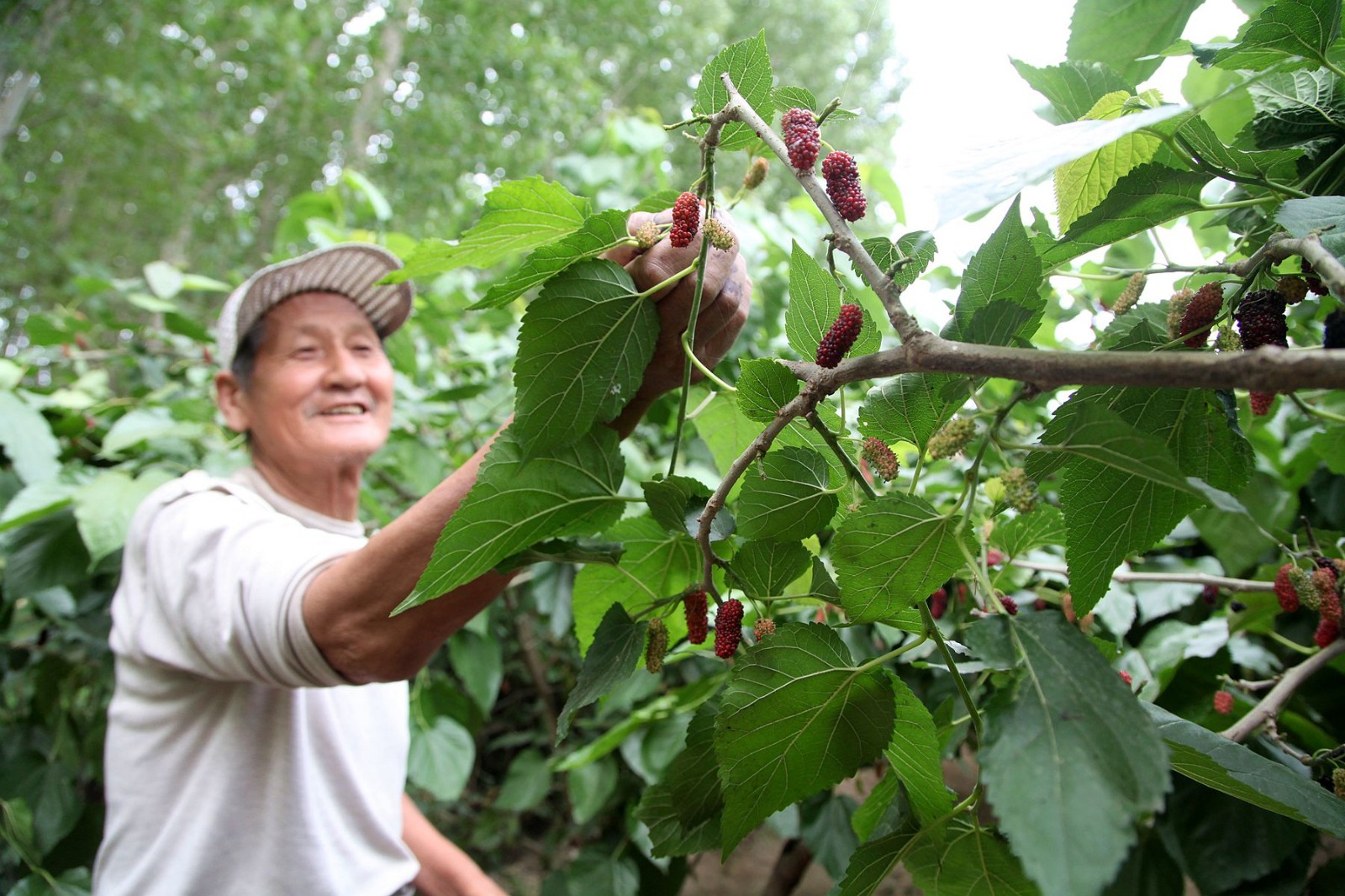 摄影师一行人在山西省平陆县黄河边遇到了公路旁卖桑葚的刘大爷夫妻